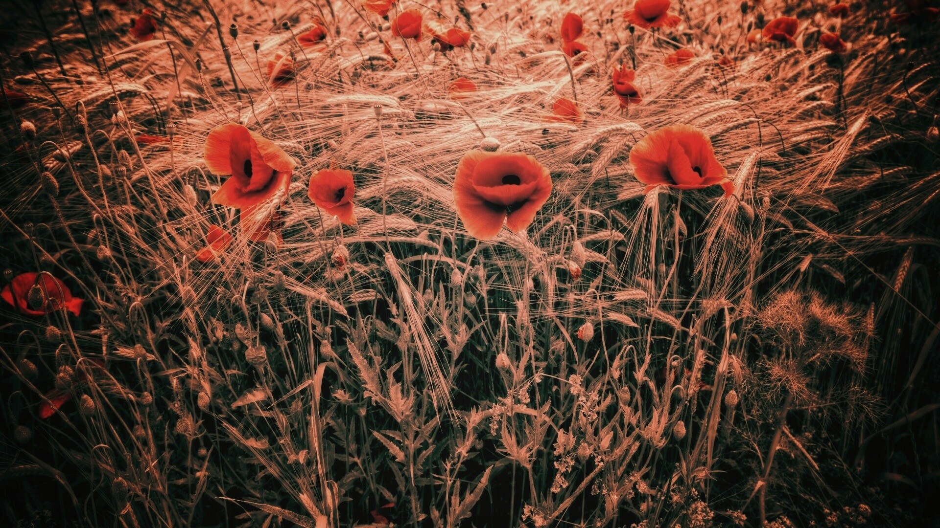 Красные маки обои