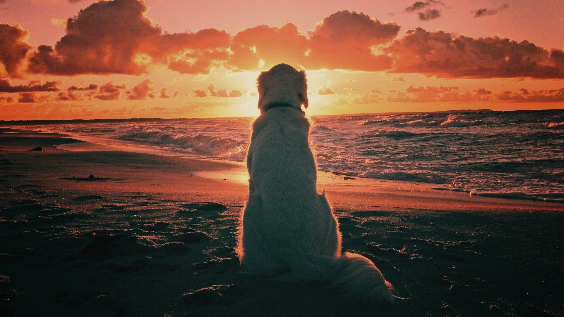 Собака наблюдающая закат на пляже обои