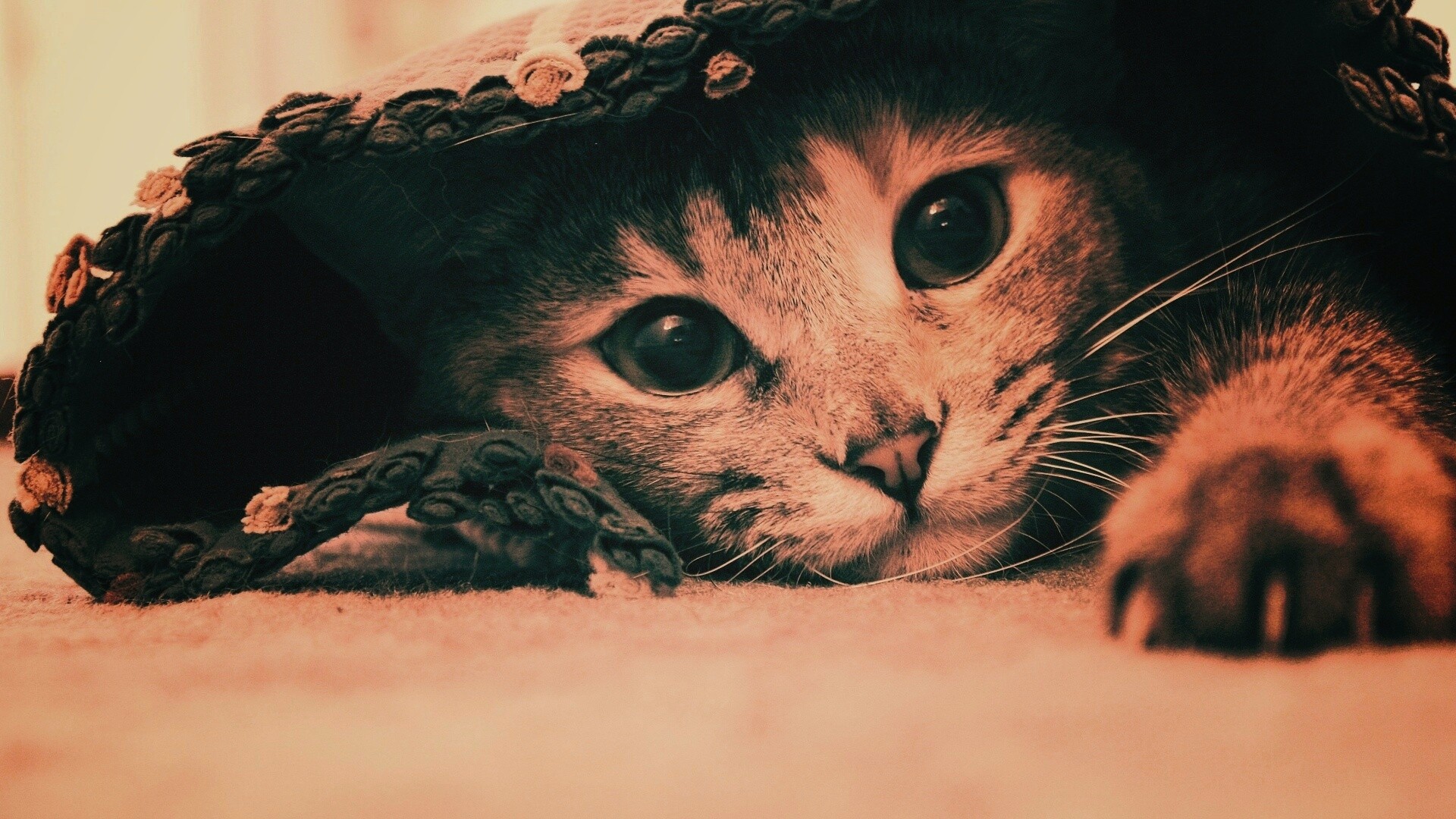 Кот под ковриком обои