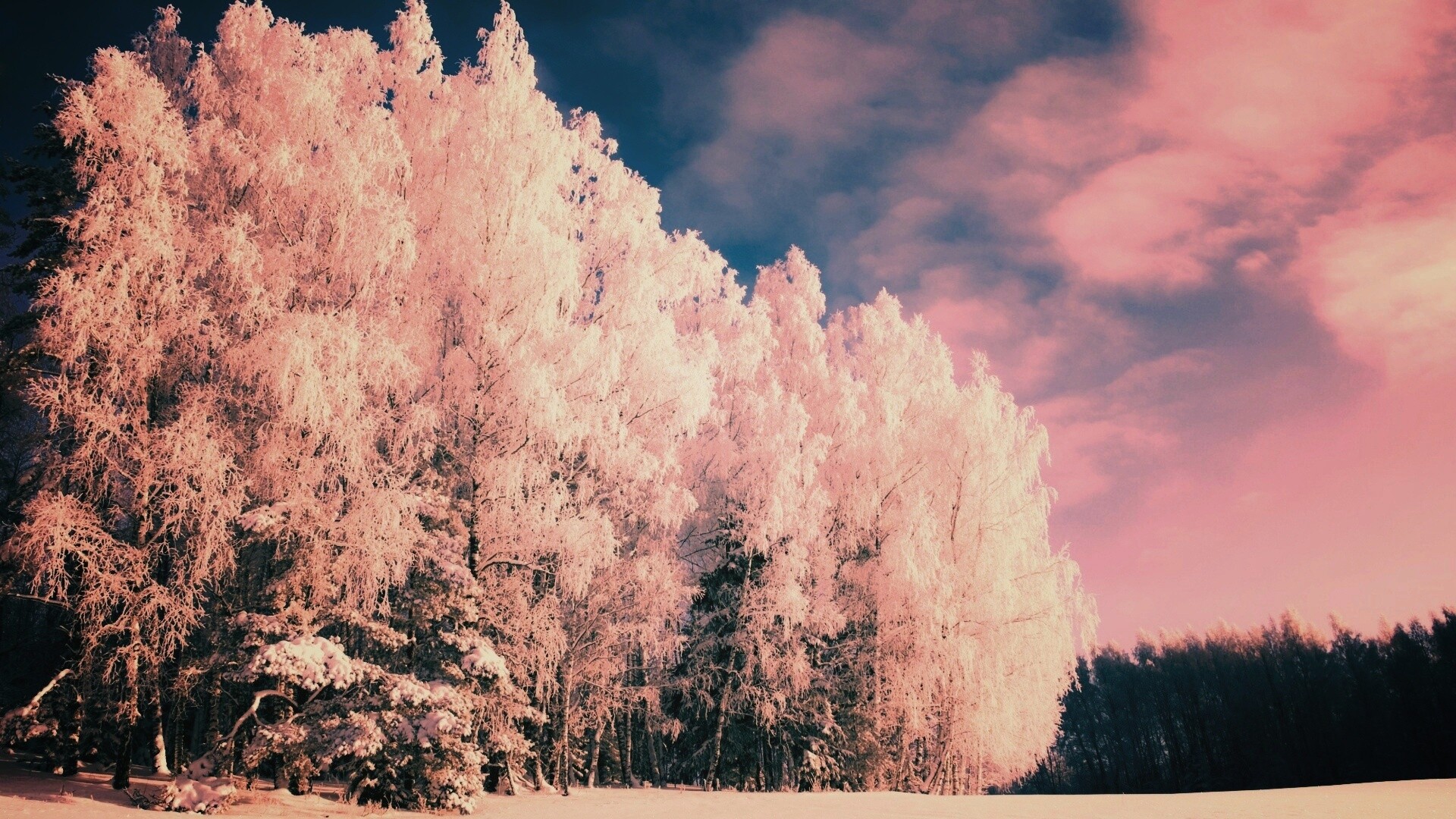 Заснеженные деревья обои