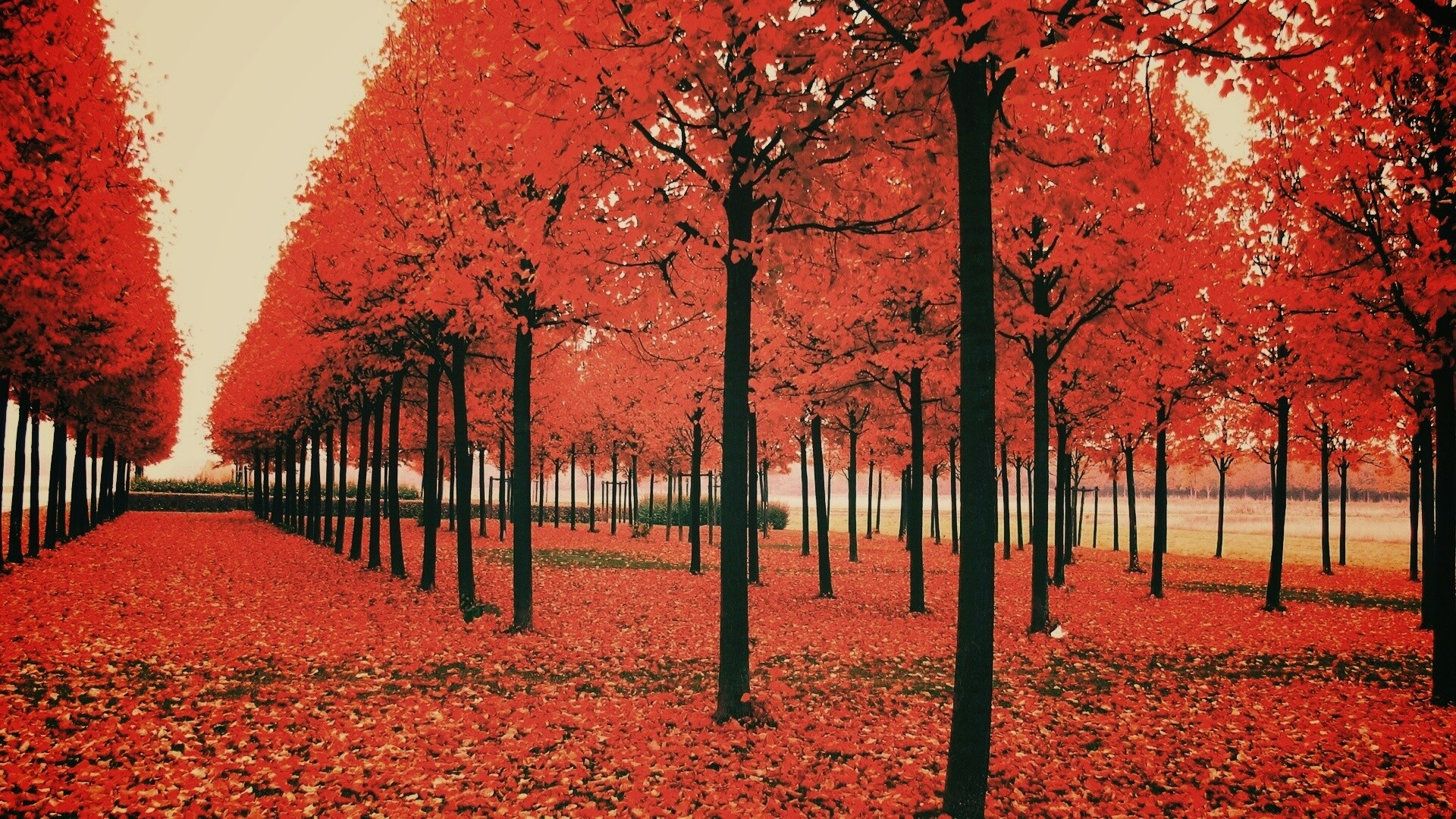 Скачать бесплатно осень обои