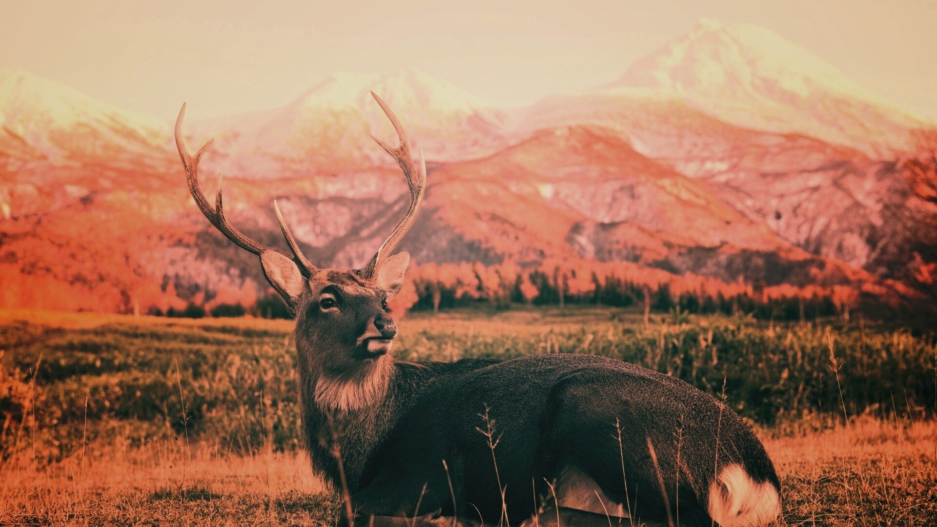 Олень отдыхает в предгорьях обои