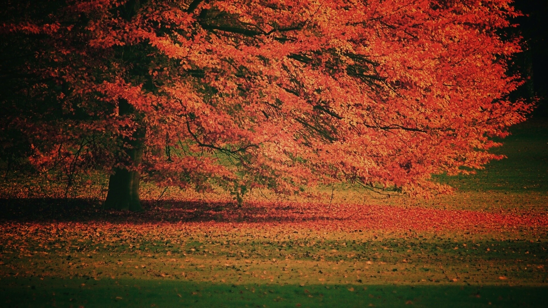 Пожелтевшее дерево с облетающей листвой обои