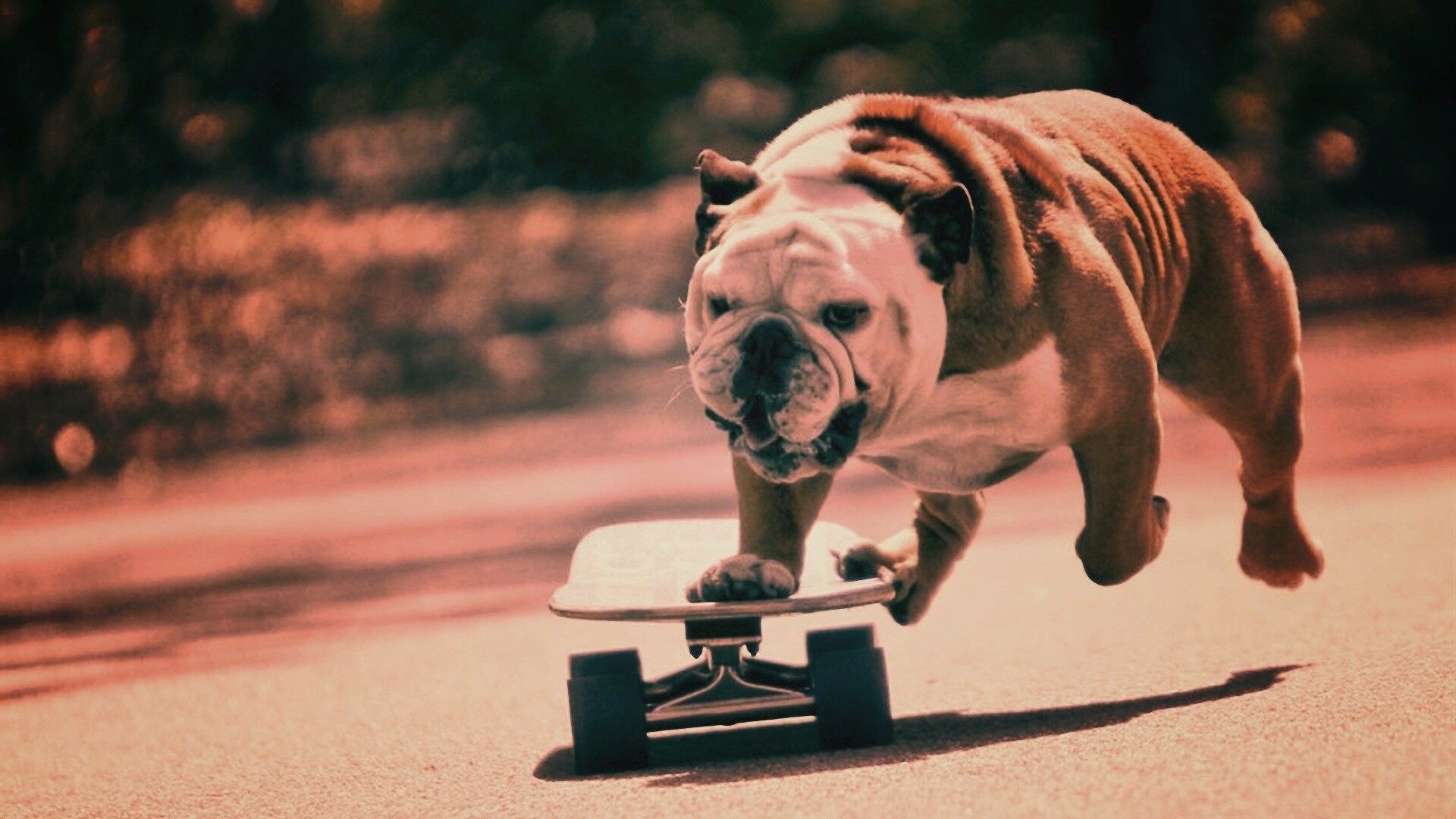 Собака на скейтборде обои
