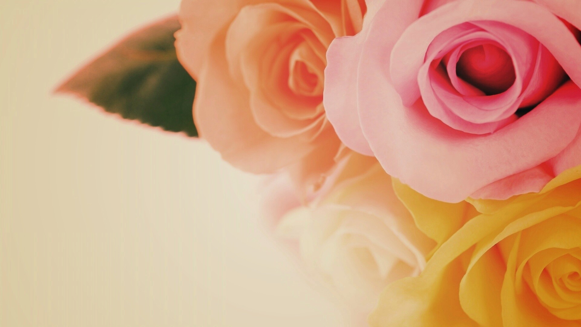 Букет разноцветных роз обои