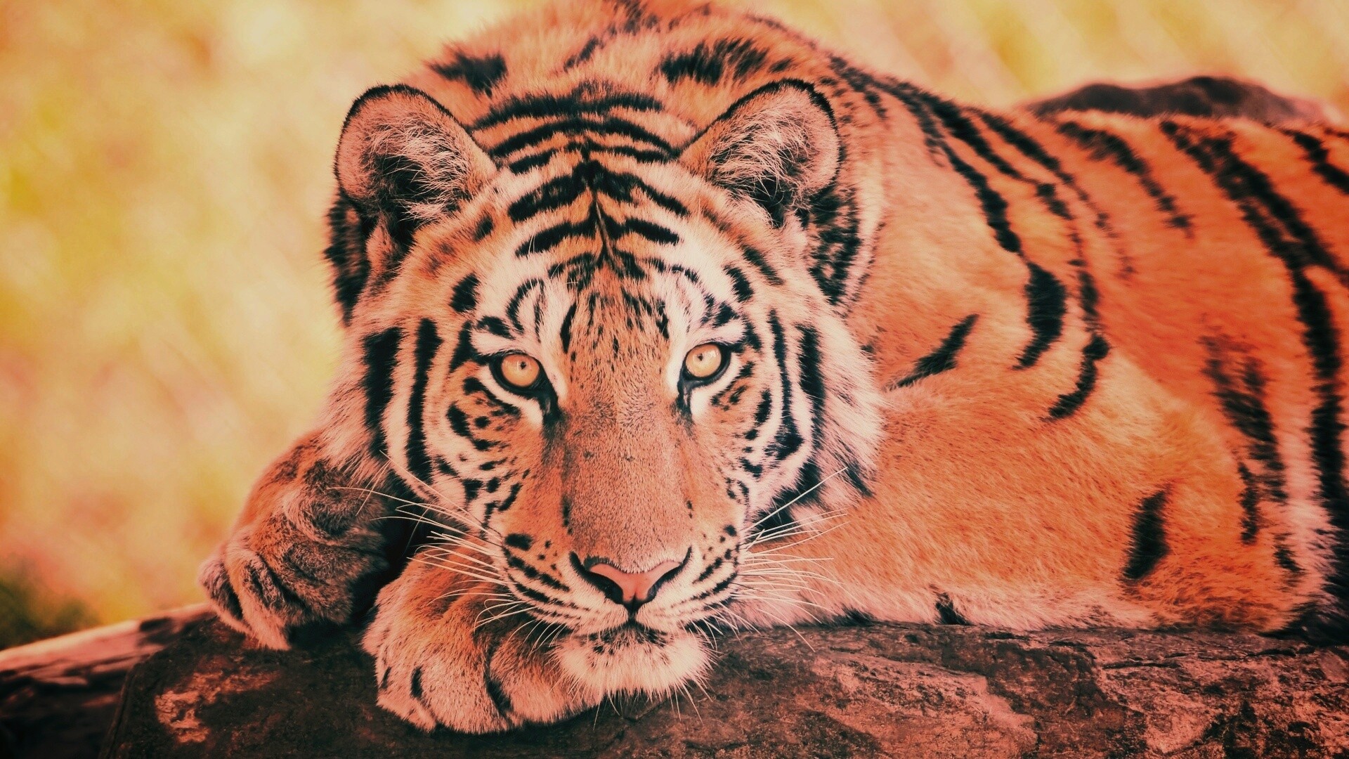 Большая полосатая кошка обои