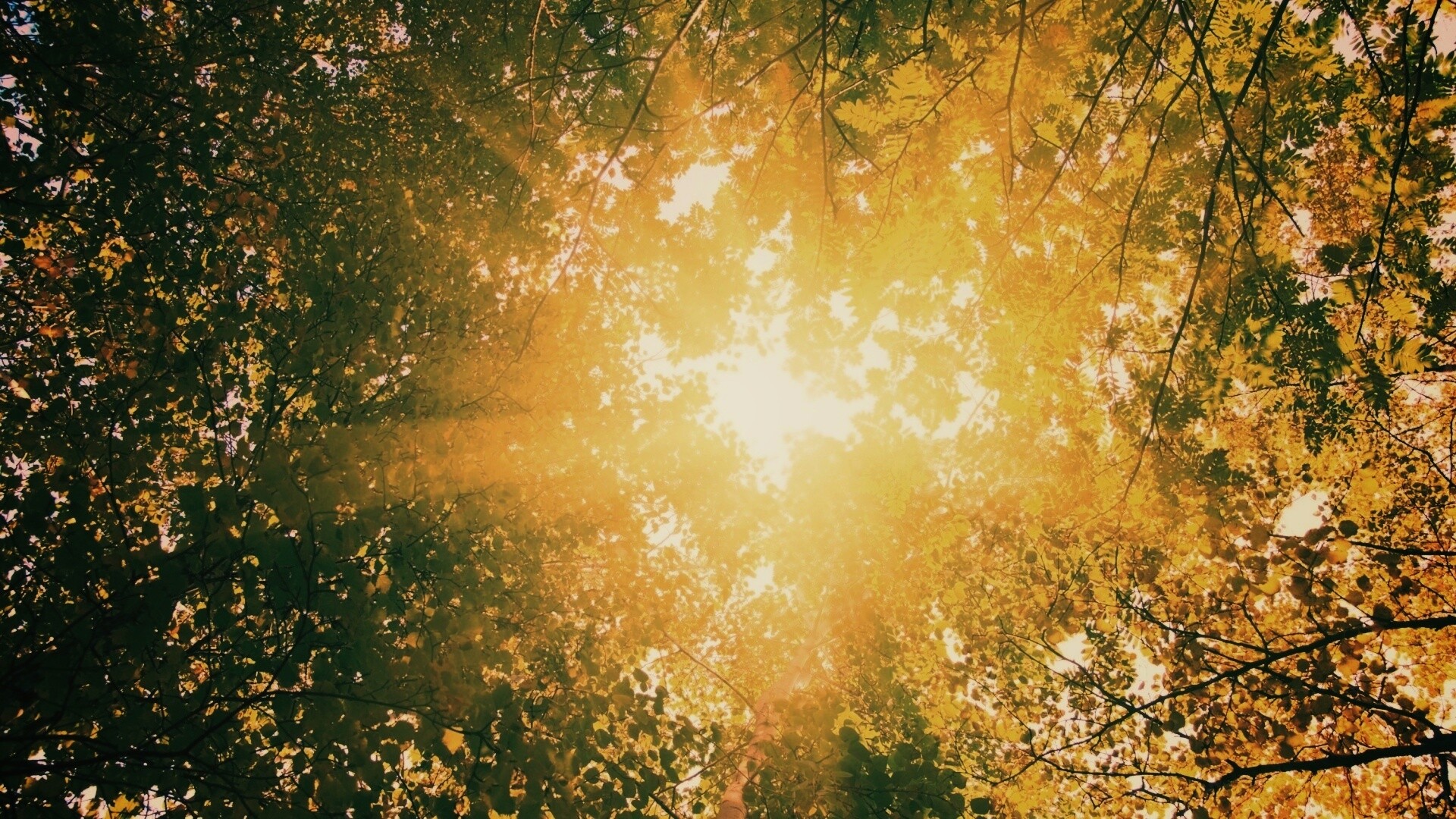 Яркий зеленоватый свет пробивающийся сквозь листву обои