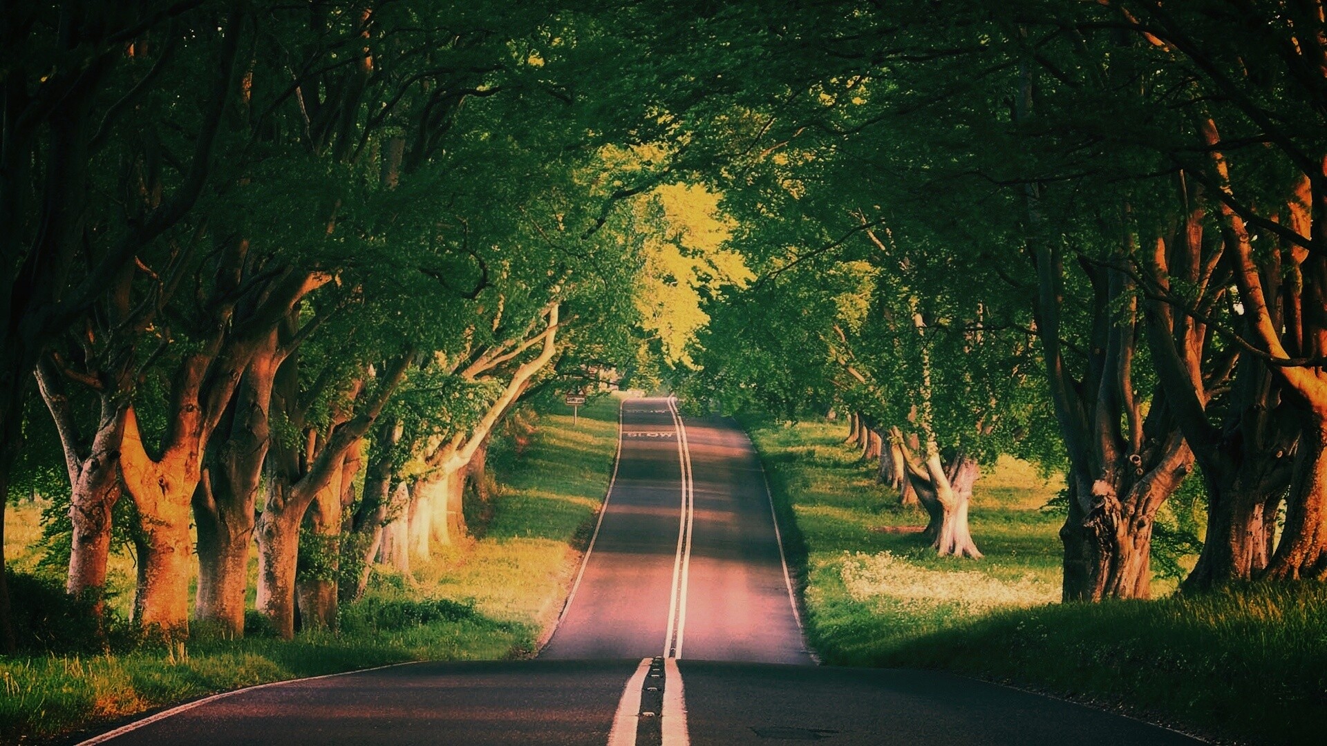 Дорога через лес обои