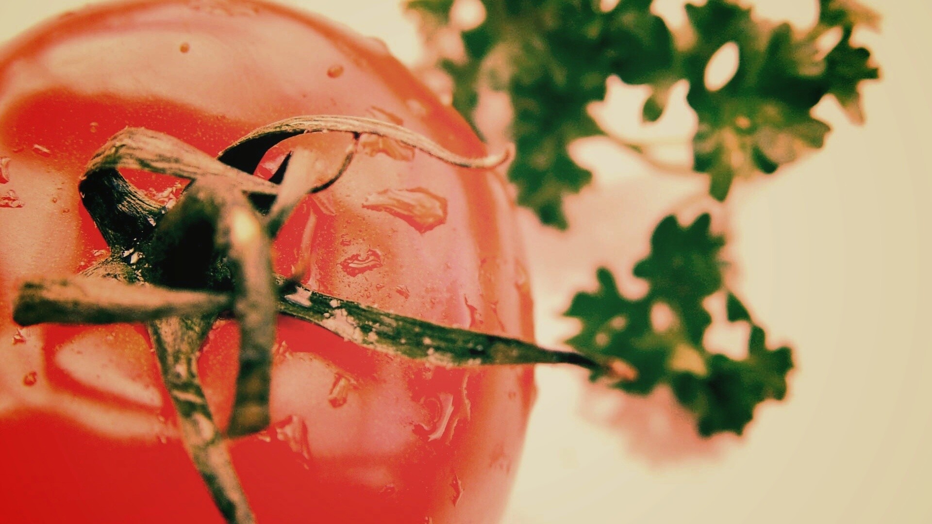 Свежая помидорка обои