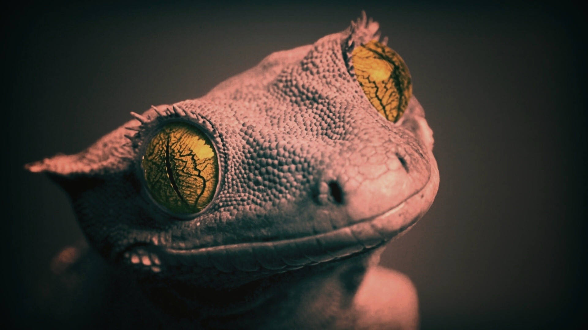 Ящерка обои