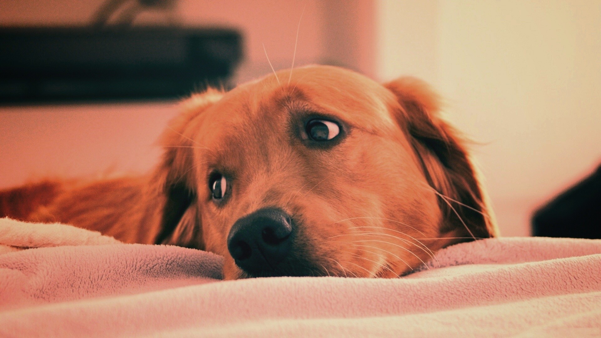 Лабрадор-ретривер обои