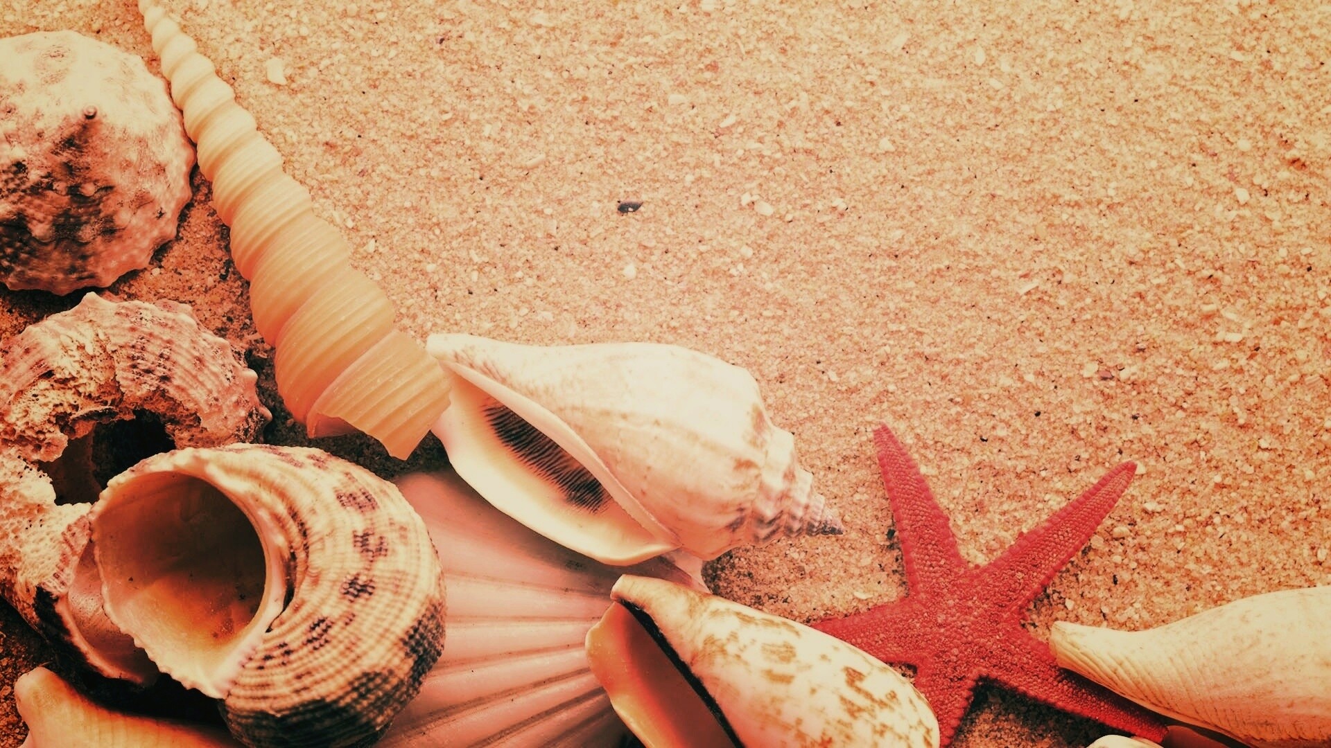 Морские раковины и звезды обои