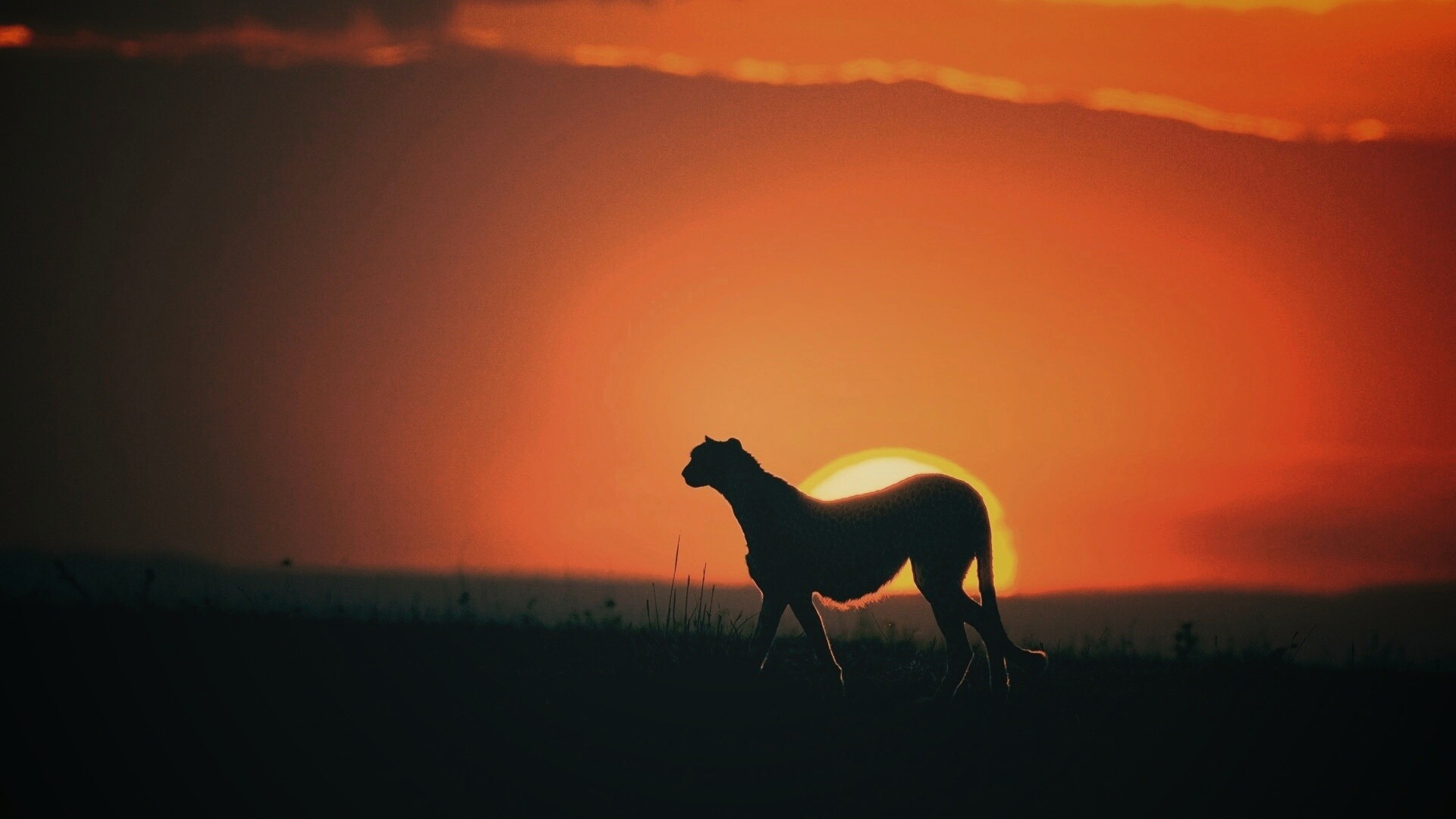 Гепард на закате обои