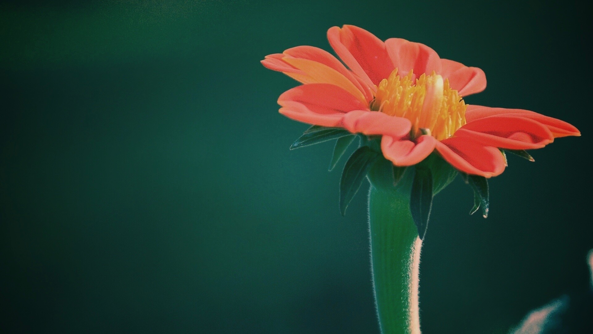 Красивый красный цветок обои