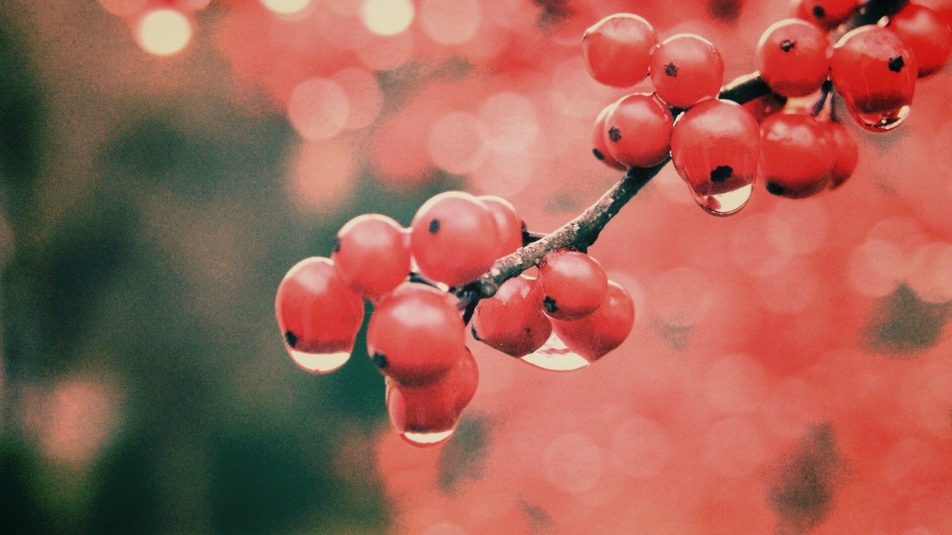 Капли росы на ягодах рябины обои