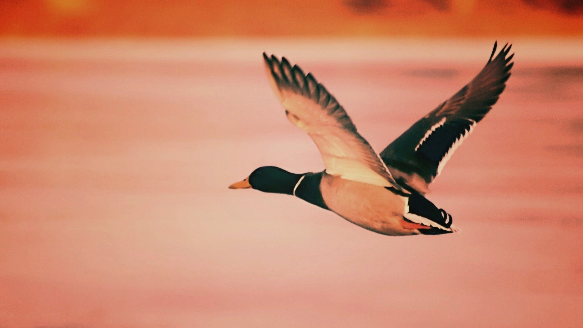 Полёт утки обои