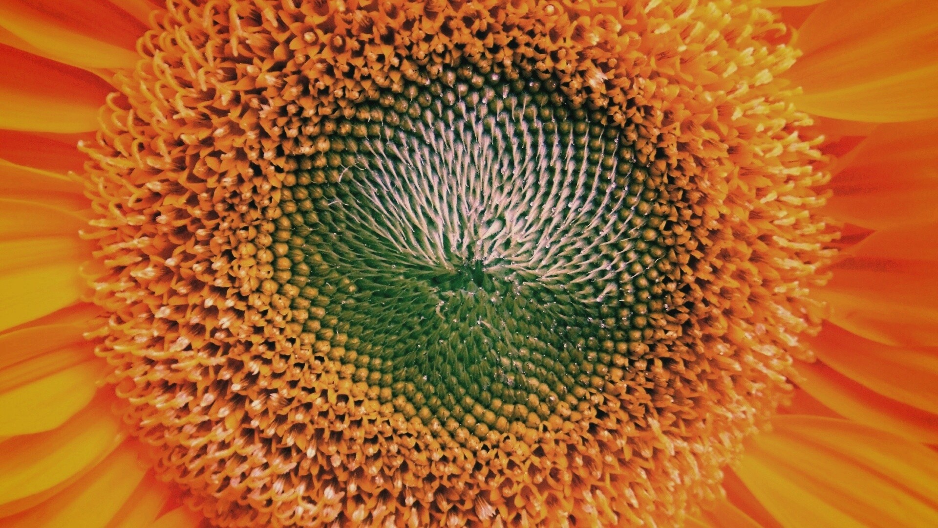 Недозревший подсолнух обои