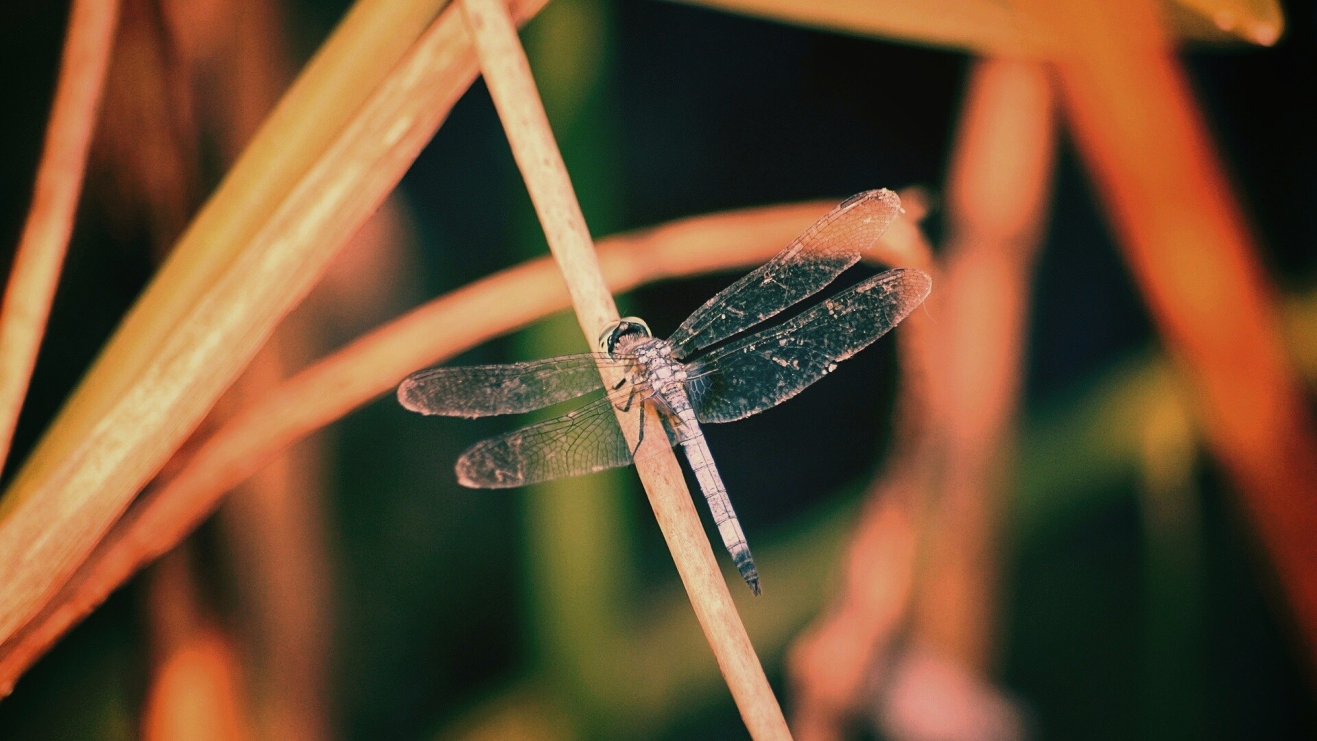 Стрекоза на тарвинке обои