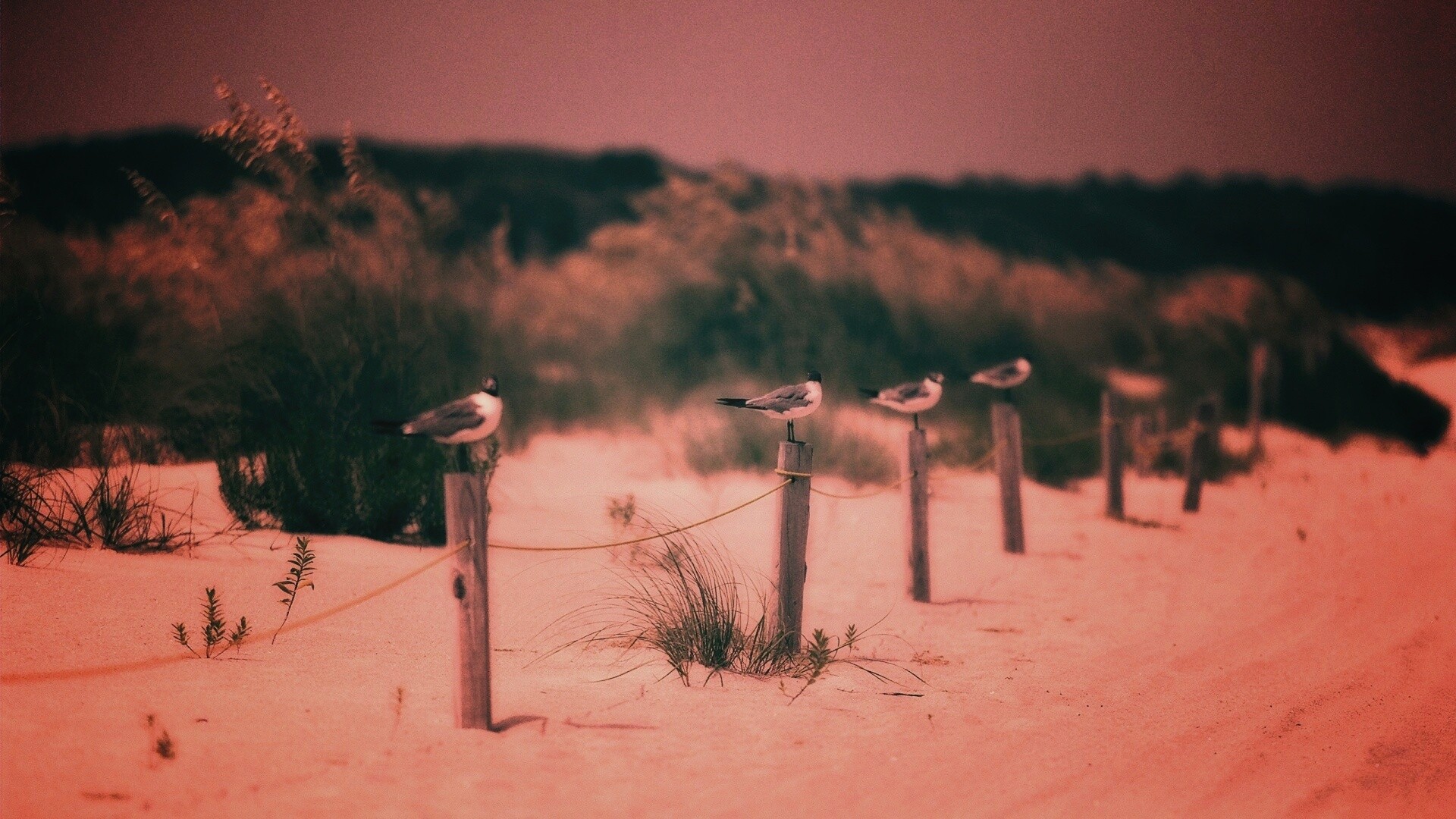 Птички на столбиках обои