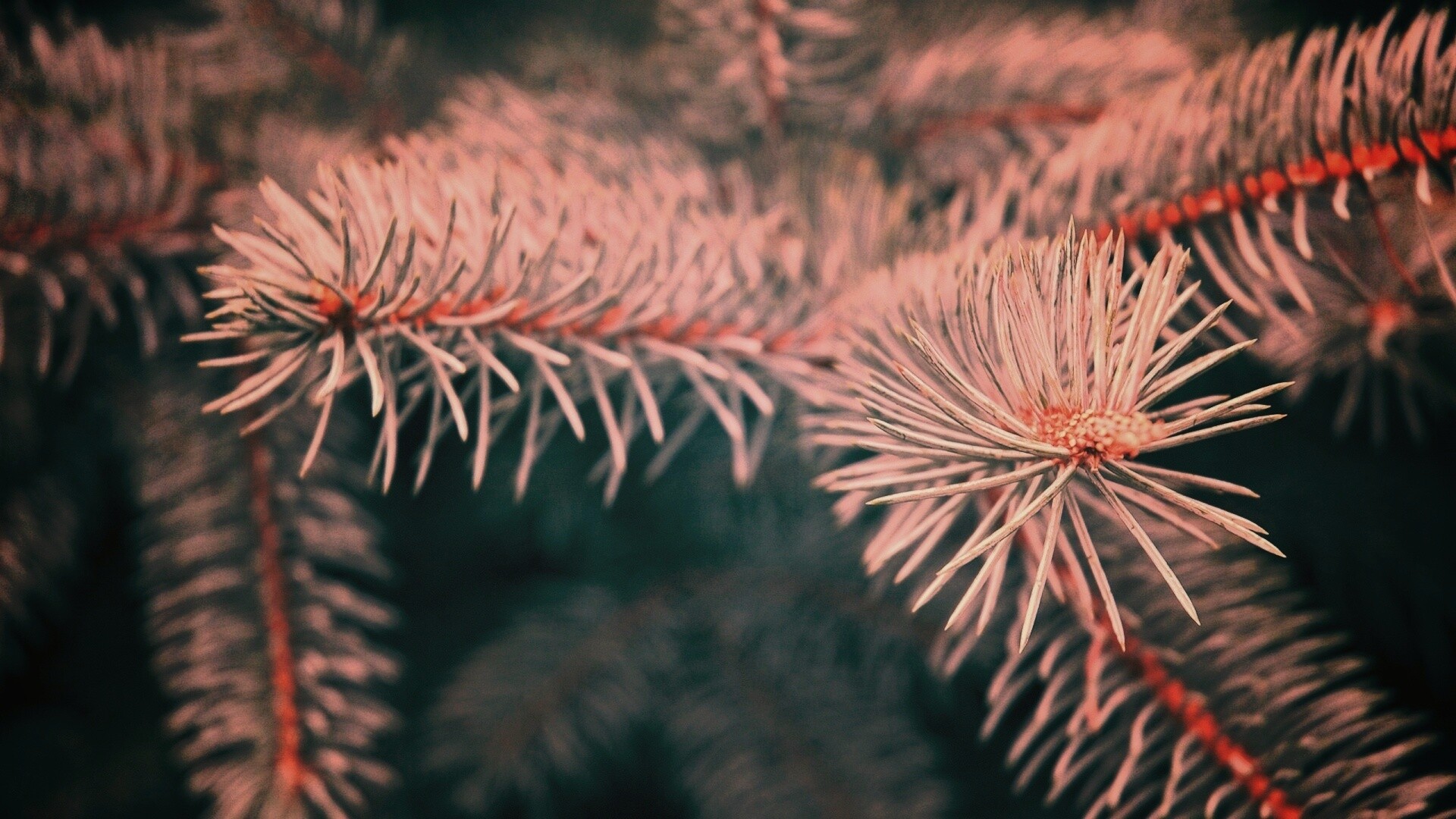 Ветки голубой ели обои