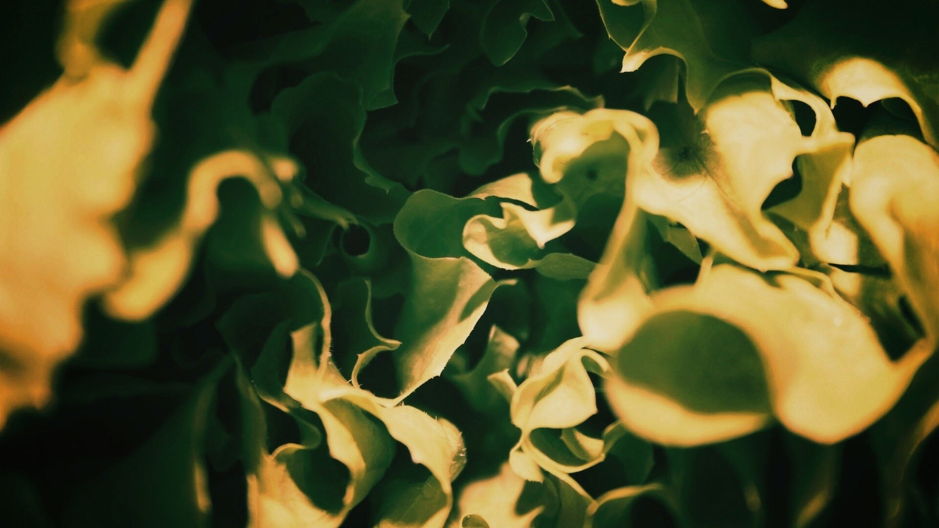 Зеленая листва обои