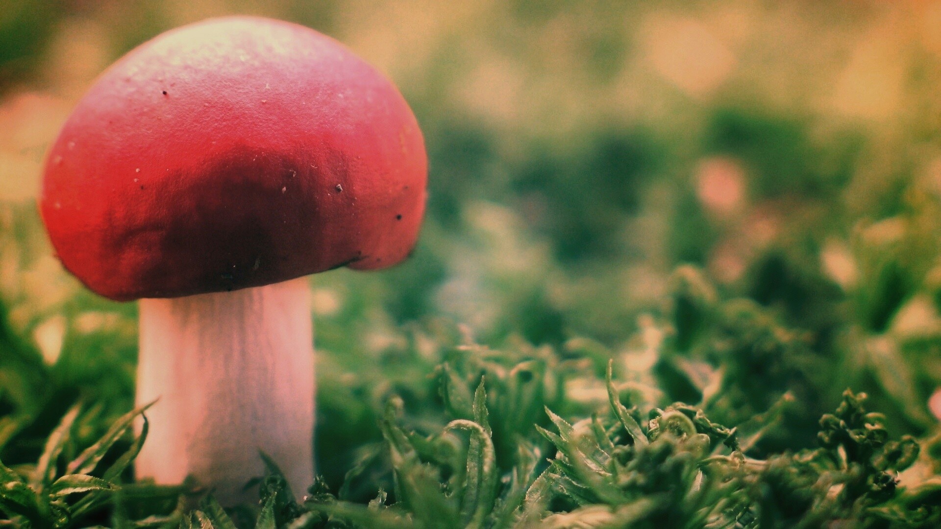 Грибок с красной шапкой обои