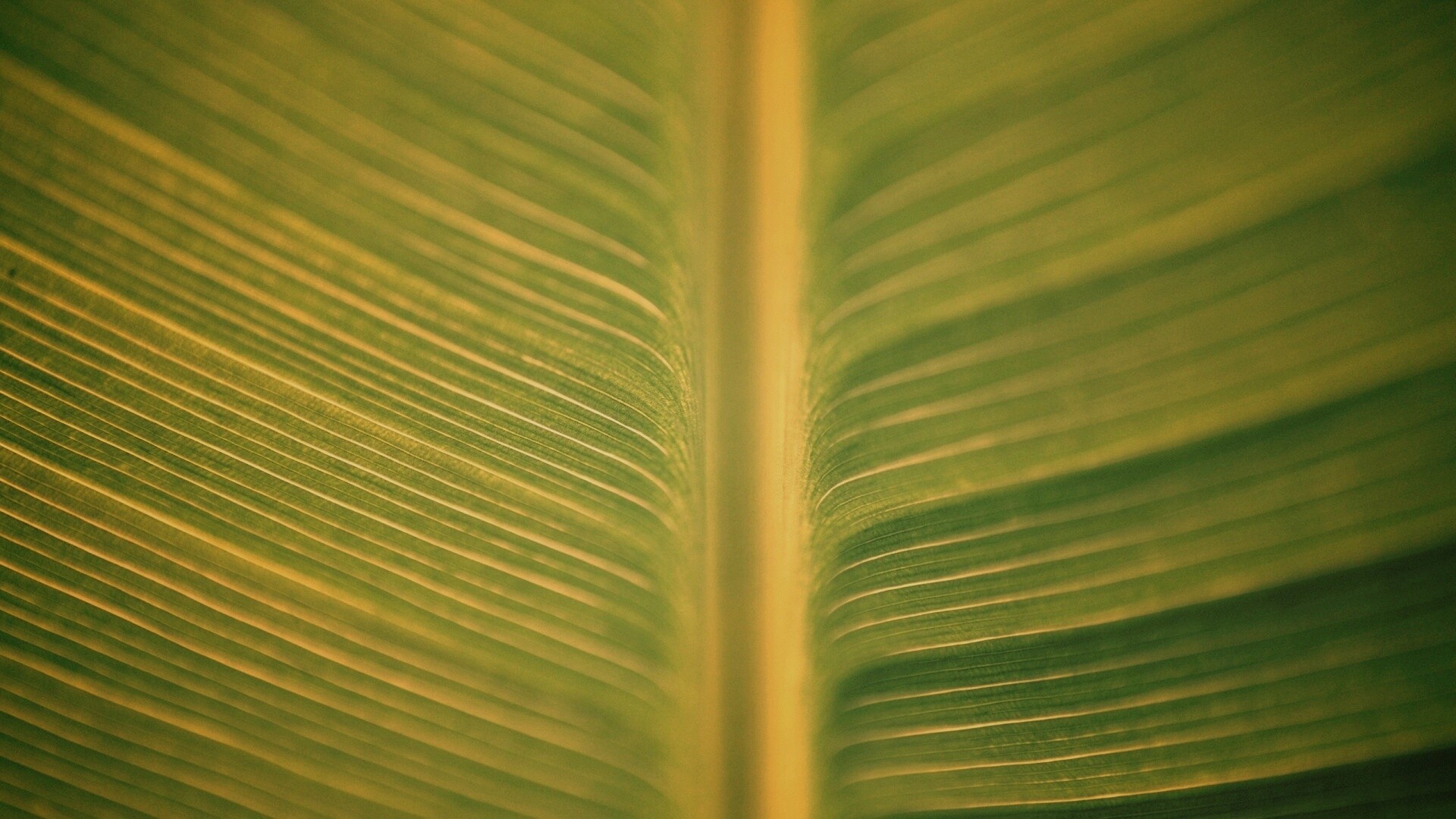 Макро фото листа обои