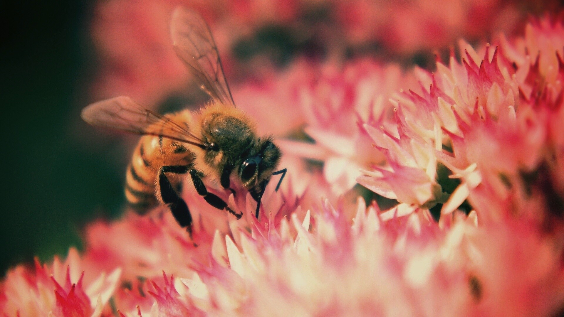 Пчела собирает пыльцу обои