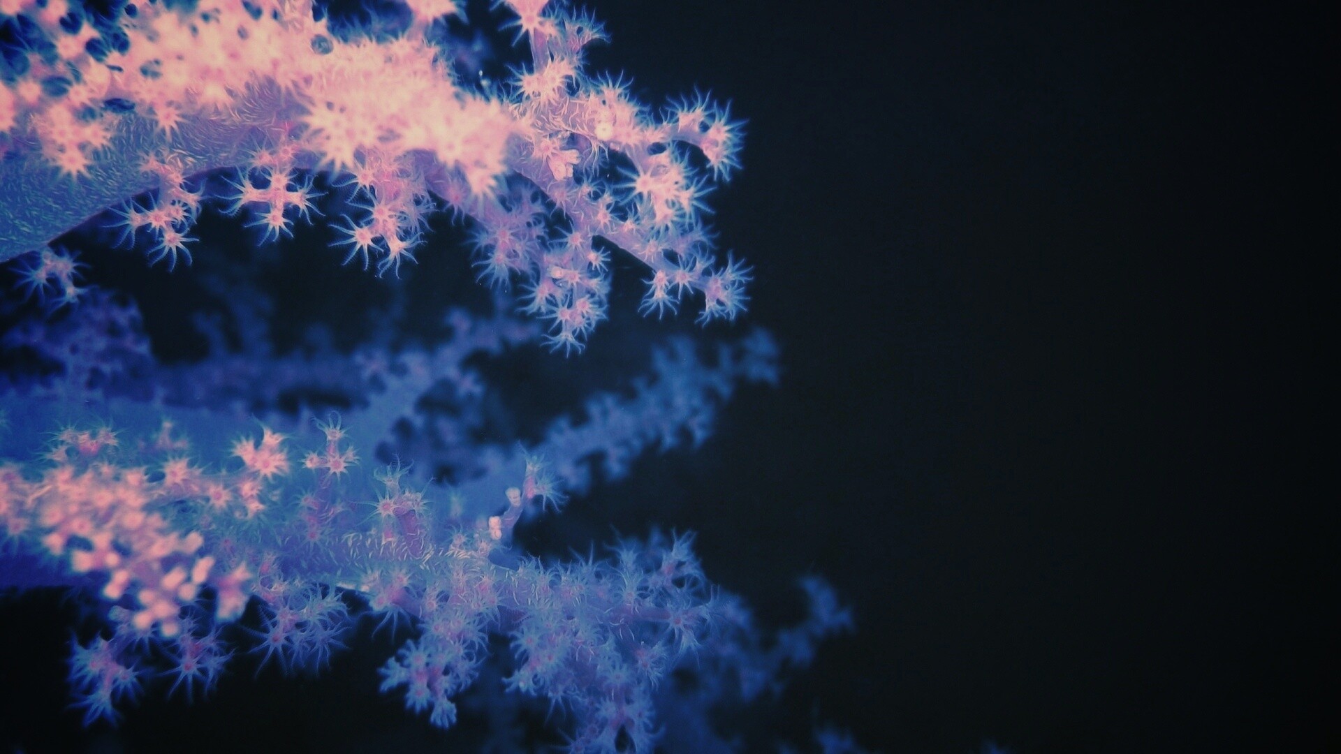 Кораллы обои