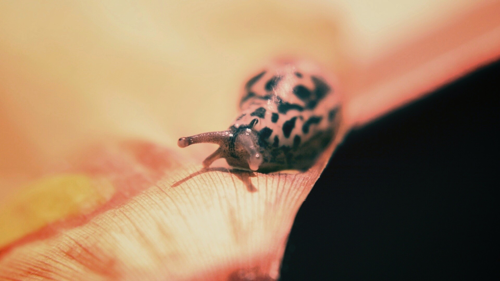 Ползущая улитка обои