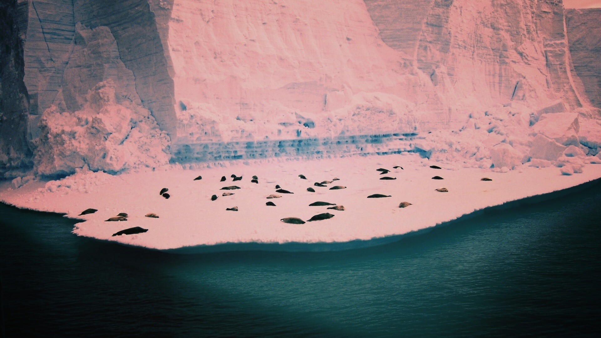 Лежбище тюленей обои