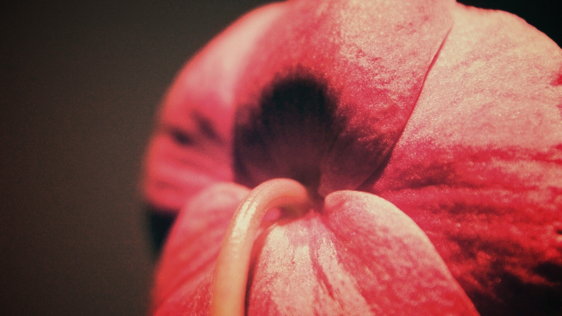 Розовый стебель обои