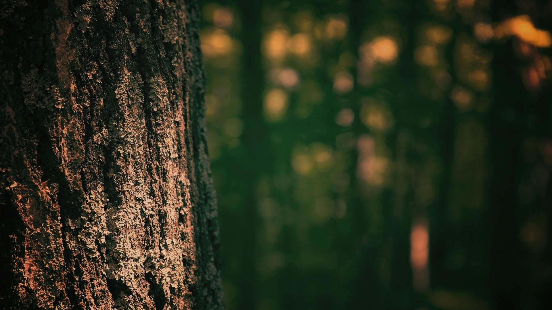 Ствол дерева обои