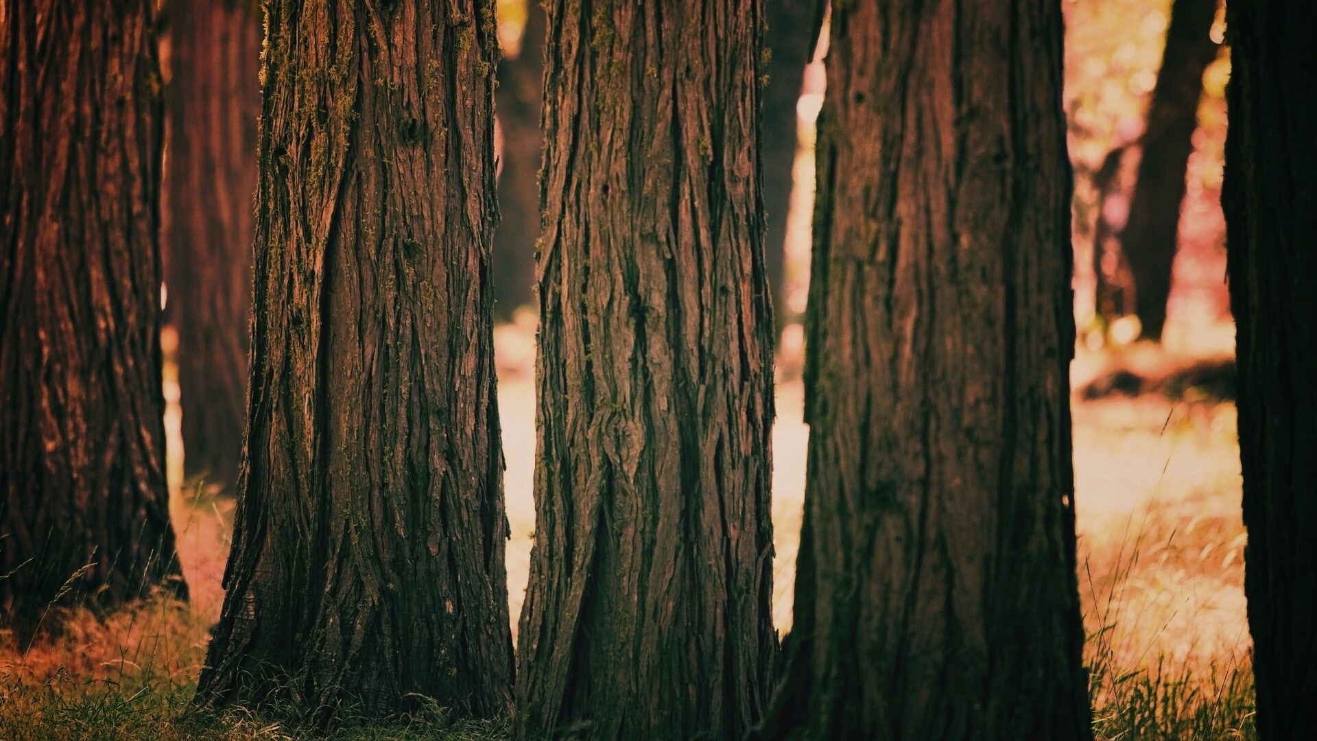 Стволы деревьев  обои
