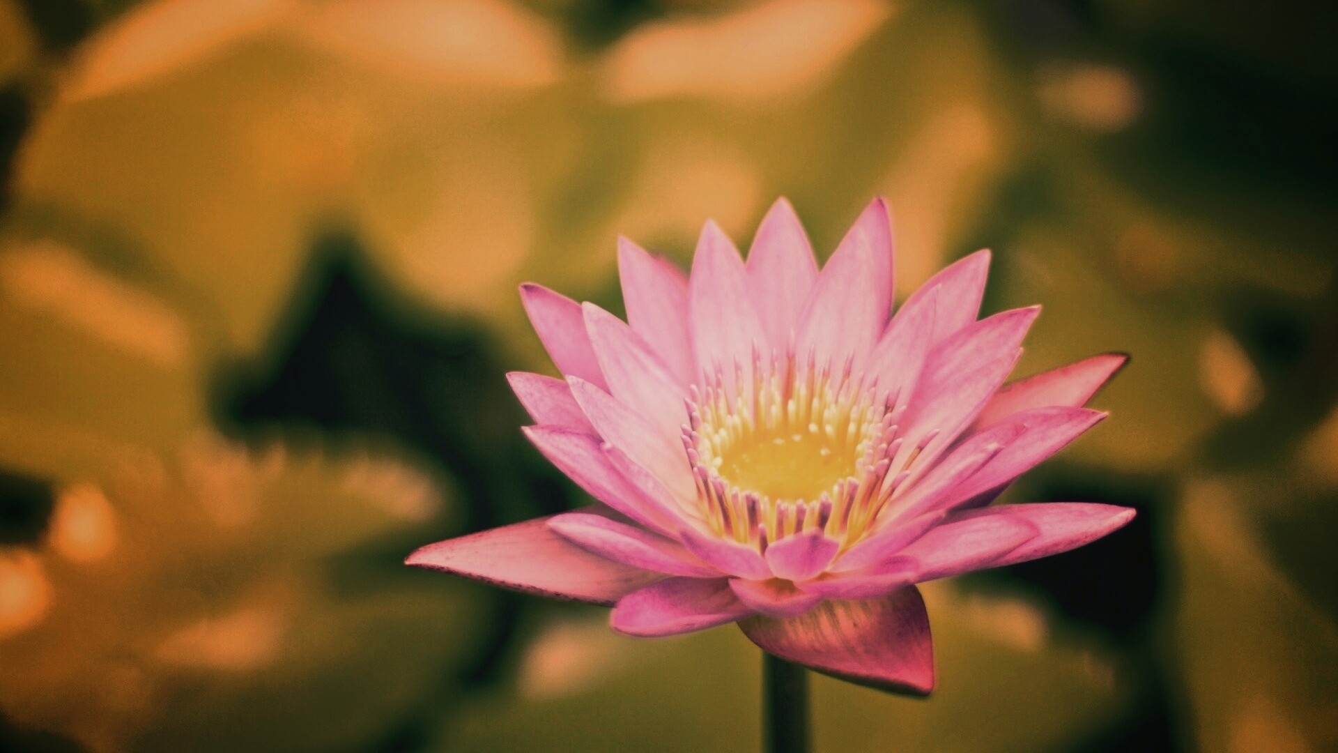 Фиолетовый цветок обои