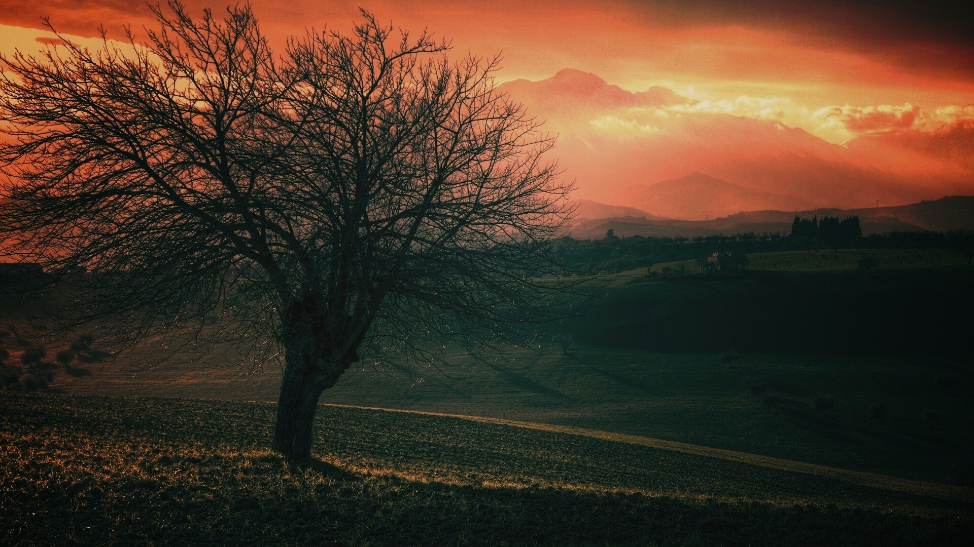 Дерево и горы обои