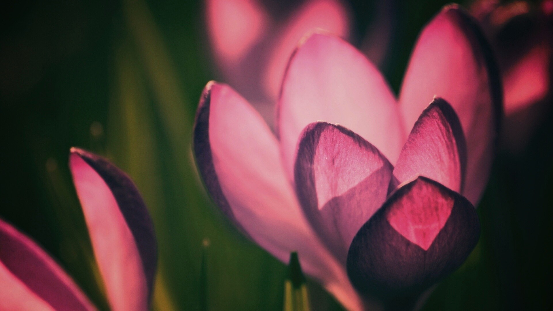 Фиолетовый крокус обои