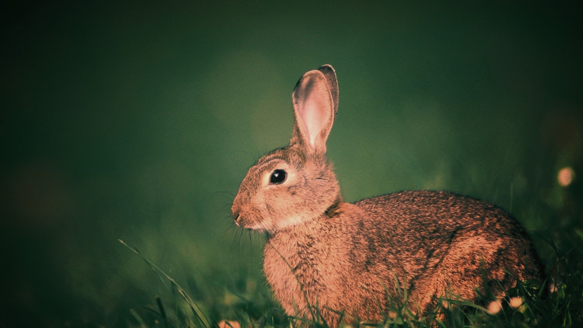 Веслоухий заяц обои