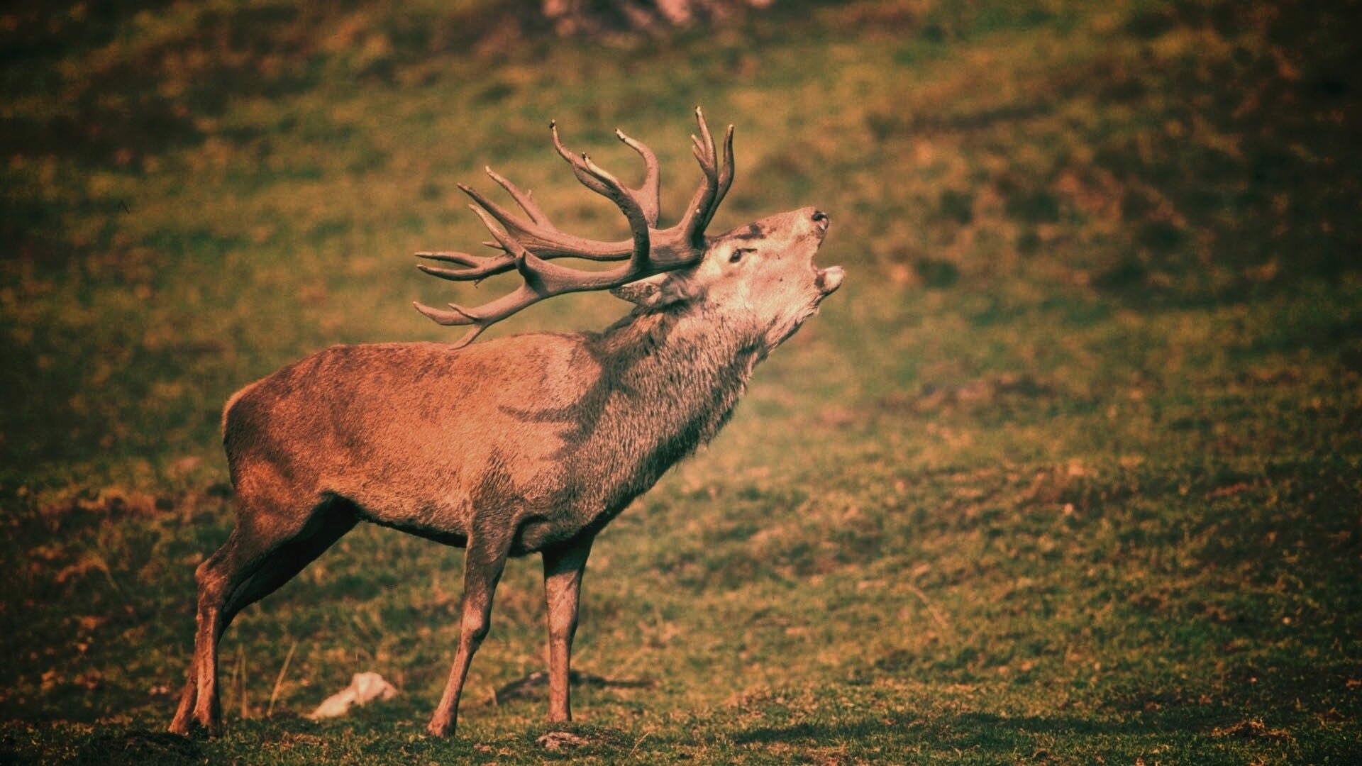 Лось зовёт сородичей обои