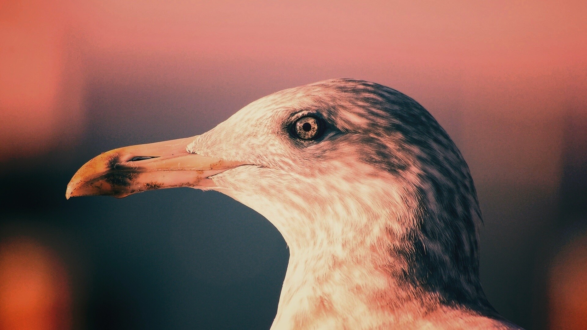 Птичка с длинным клювом обои