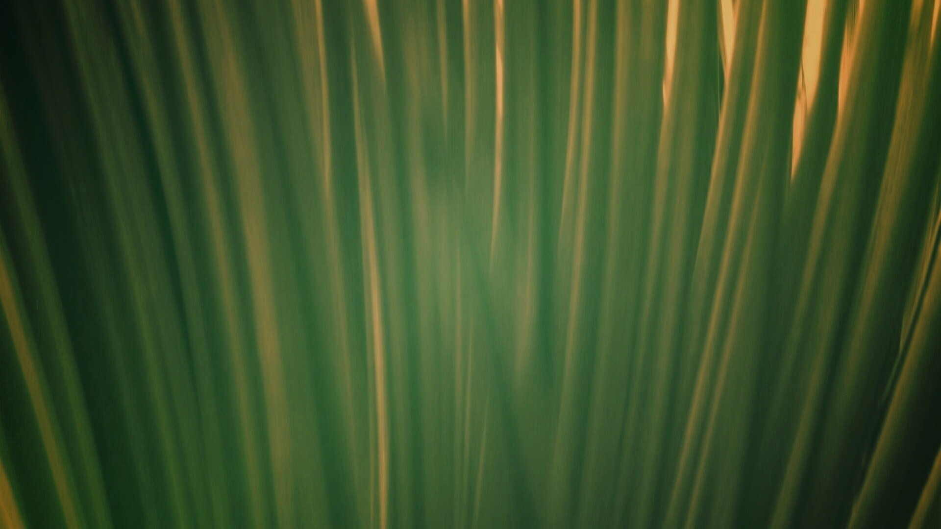 Абстрактная трава обои