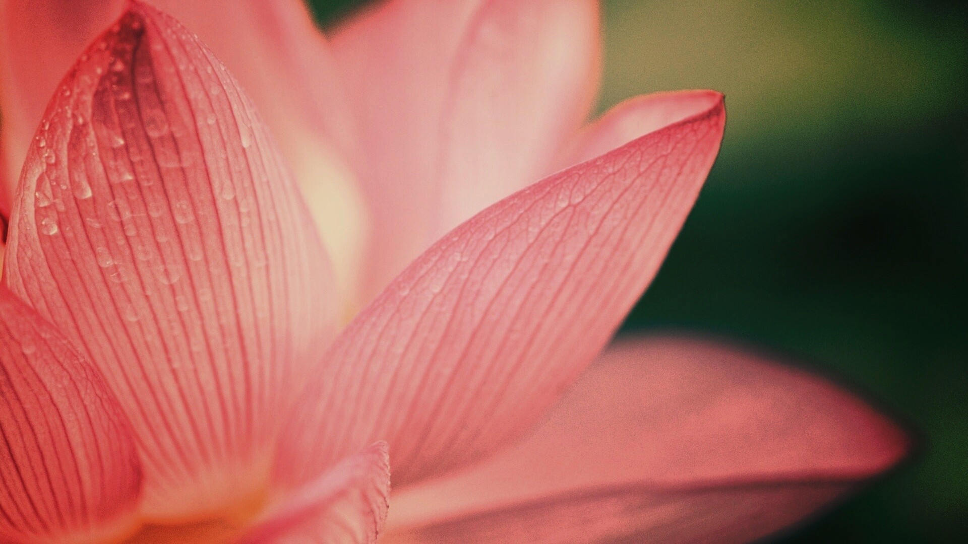 Лепестки цветов обои