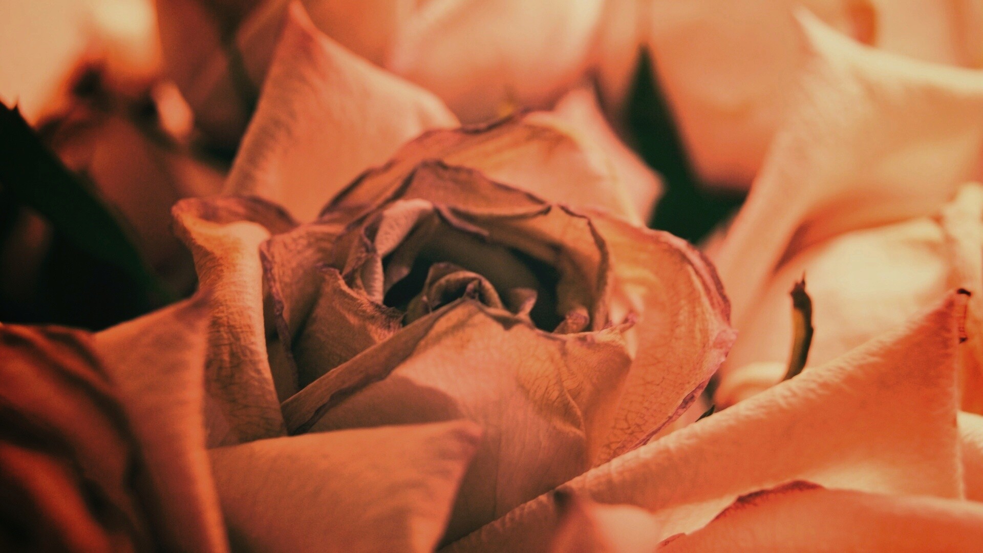 Увядающая роза обои