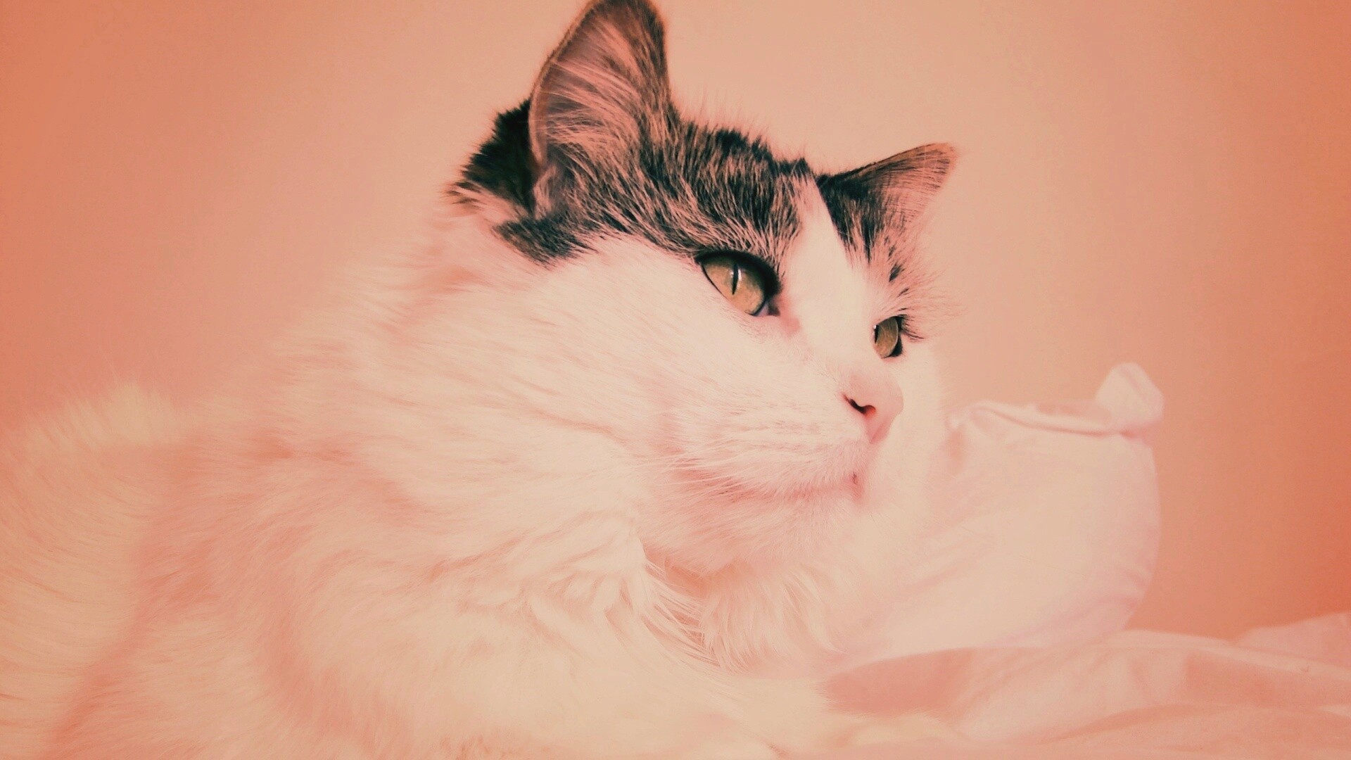 Белый кот с серой макушкой обои