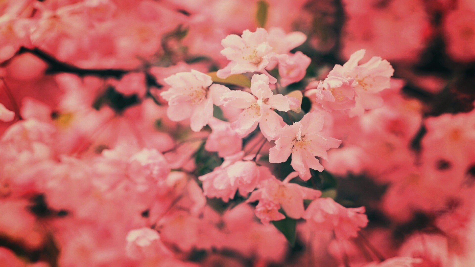 Весенние цветы обои