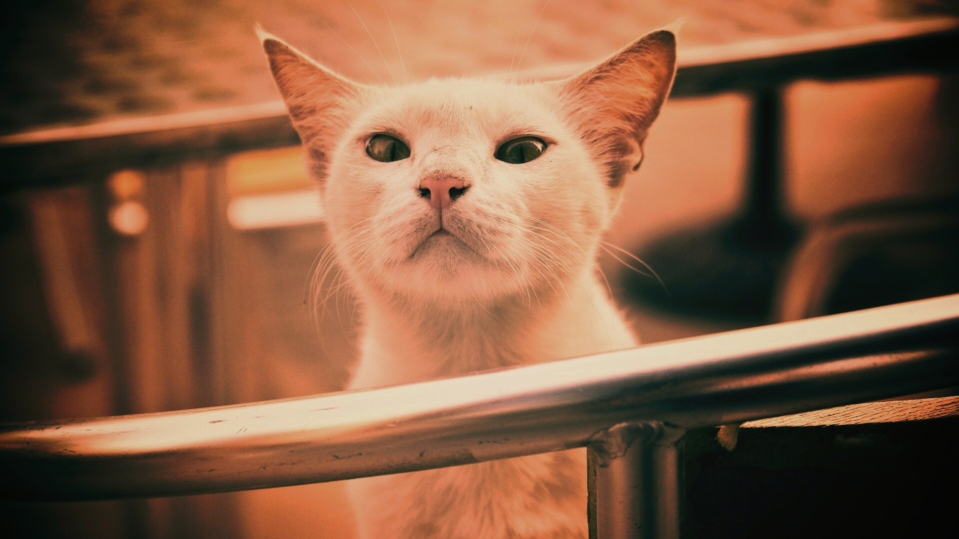 Настороженно принюхивающийся кот обои