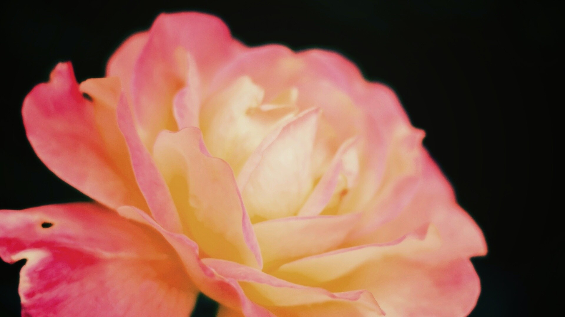 Картинка с нежным розовым цветком обои