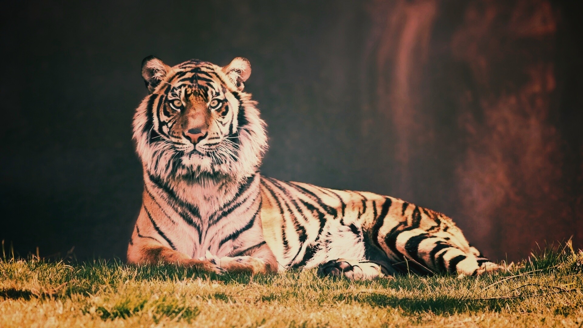Величественный тигр обои
