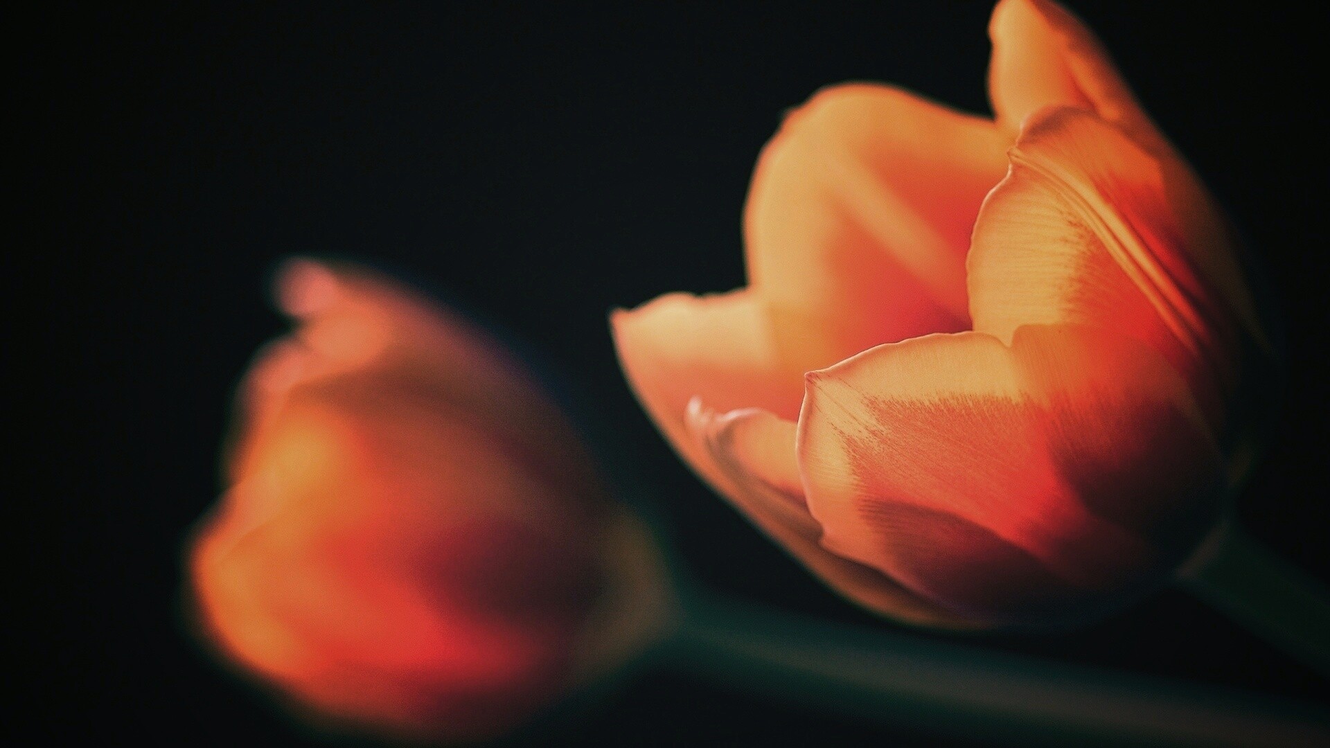 Тюльпаны в темноте обои
