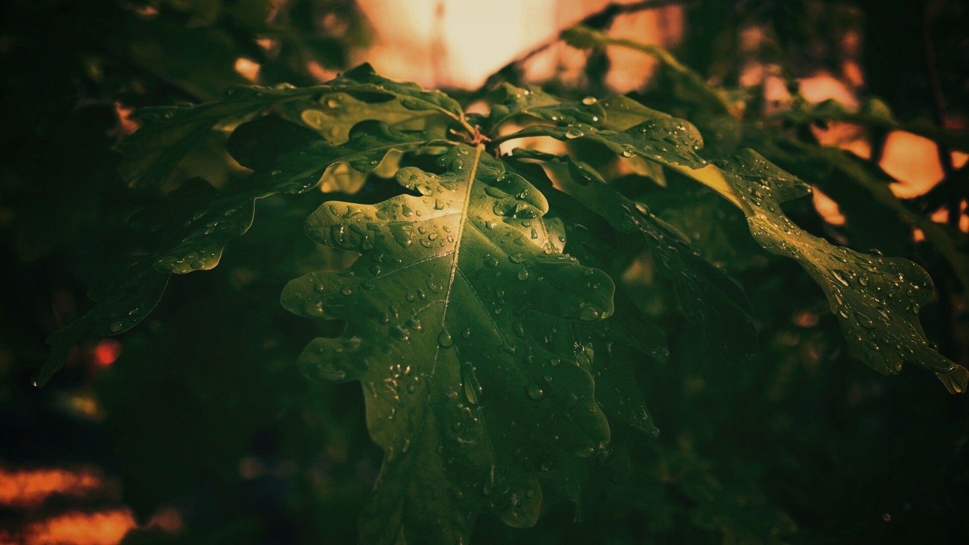 Сочные листья дуба обои